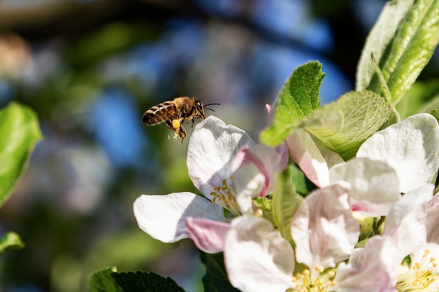 Primo piano di una grande ape a strisce che raccoglie il polline sul fiore in una giornata luminosa e soleggiata Fotografia naturalistica degli insetti Sfondi estivi e primaverili