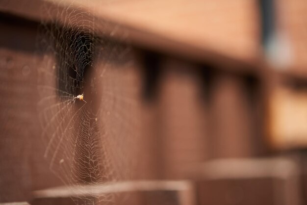 Primo piano di una grande ragnatela in una scuola