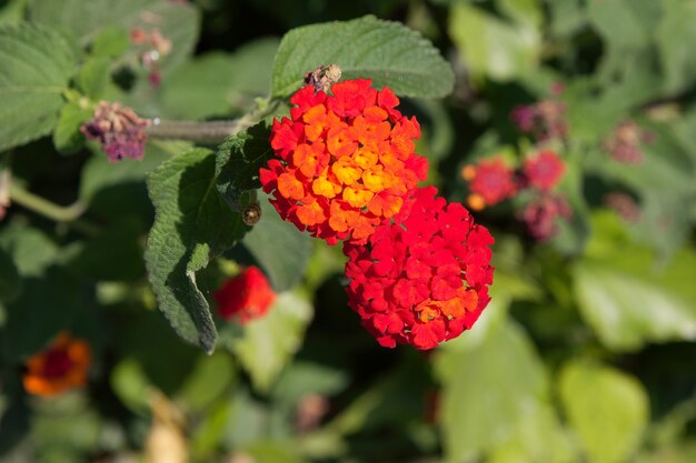 Primo piano di una Lantana in fiore