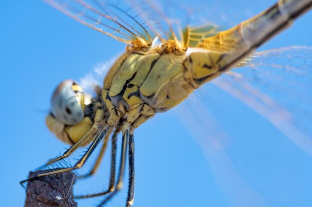 Primo piano di una libellula gialla in piedi sulla punta di un ferro arrugginito