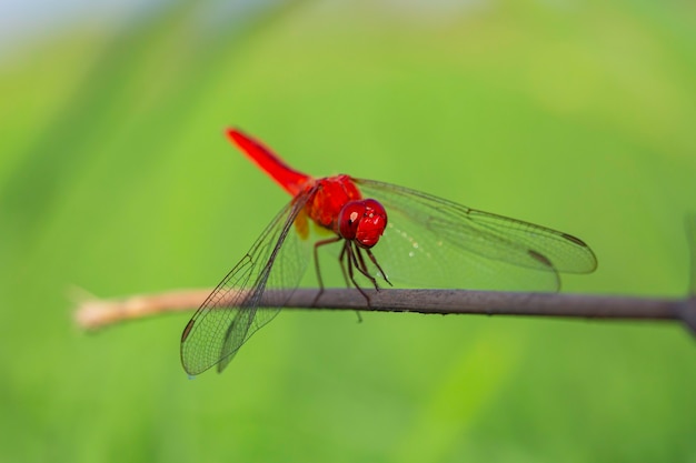 Primo piano di una libellula rossa con rami secchi