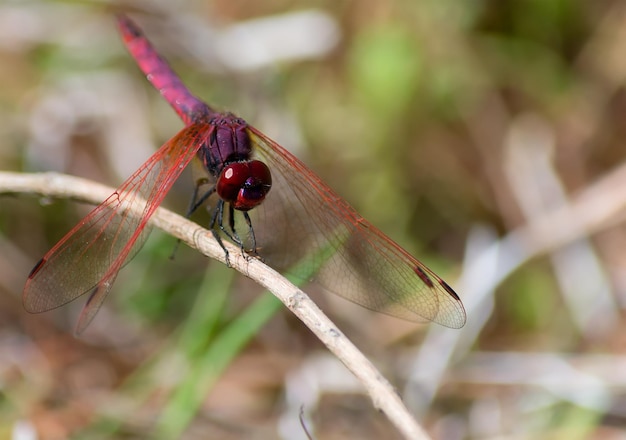 Primo piano di una libellula viola