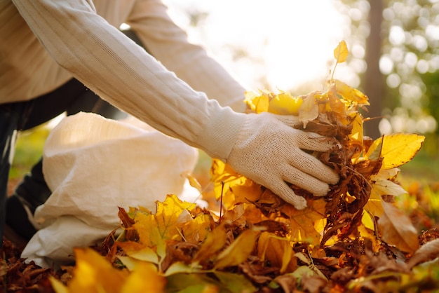 Primo piano di una mano maschile che rastrella le foglie di autunno in giardino Lavori di giardino d'autunno