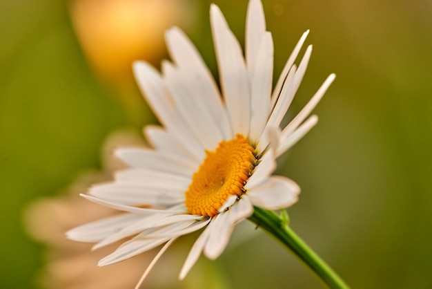Primo piano di una margherita bianca fiore che cresce in un giardino in estate con sfondo sfocato Marguerite piante che fioriscono nel giardino botanico in primavera Mazzo di fiori selvatici allegri fiorisce nel cortile di casa