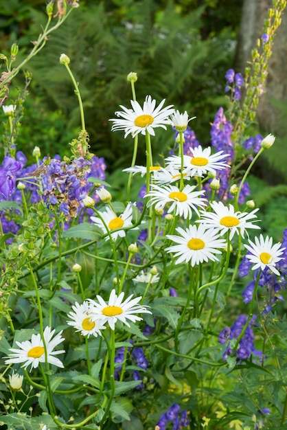 Primo piano di una margherita bianca fiori che crescono in un giardino in estate con sfondo sfocato piante di Marguerite che fioriscono nel giardino botanico in primavera fiori selvatici che fioriscono in un cortile