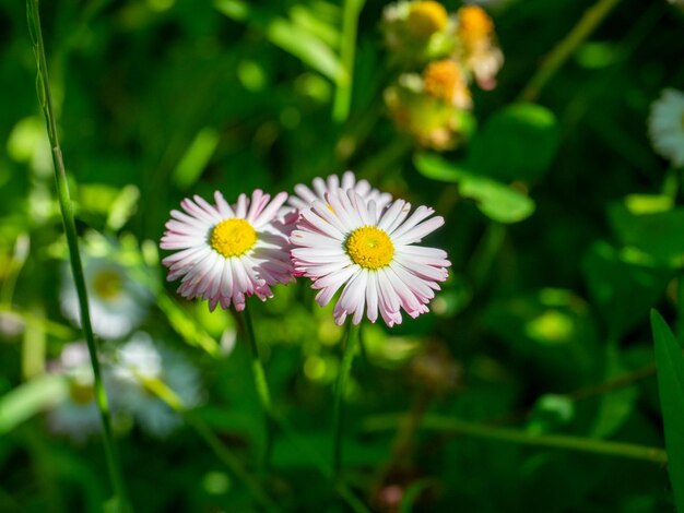 Primo piano di una margherita bianca in fiore su un prato verde in estate