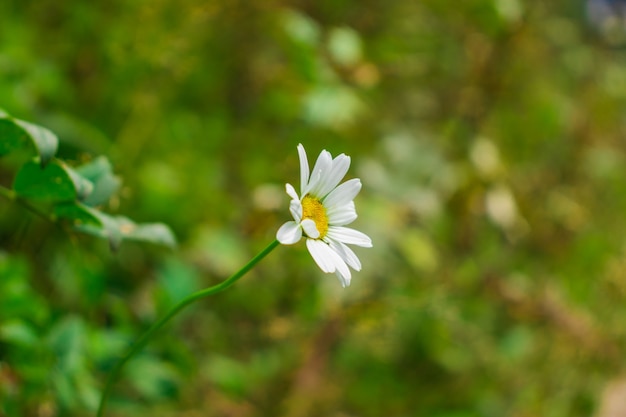 Primo piano di una margherita selvatica in montagna