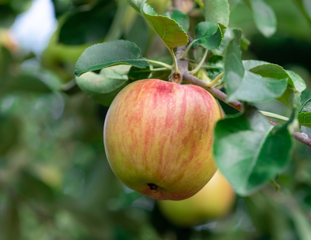 Primo piano di una mela matura su un ramo di albero