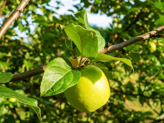 Primo piano di una mela verde appesa a un ramo