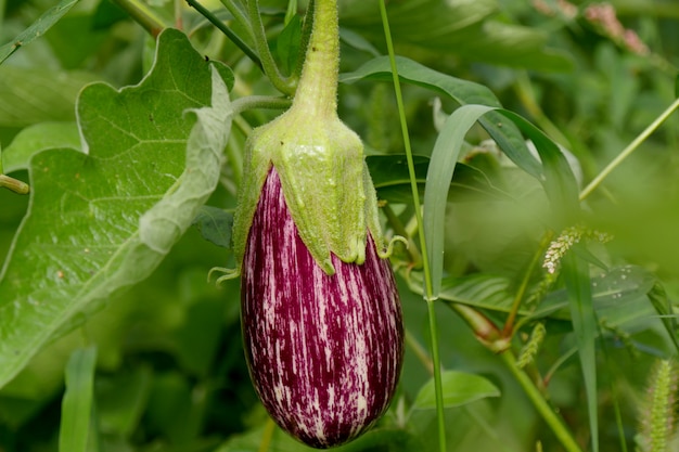 Primo piano di una melanzana viola