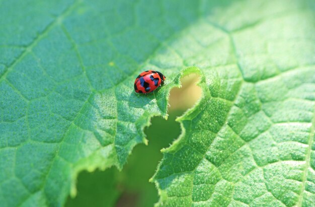 Primo piano di una minuscola coccinella maculata appoggiata su una foglia di zucchine