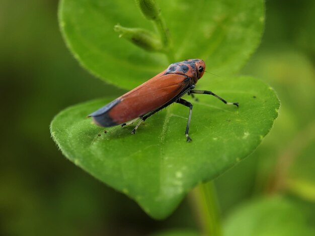 primo piano di una mosca appollaiata su una foglia