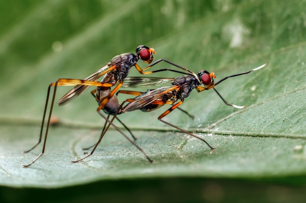 Primo piano di una mosca di drone su una foglia