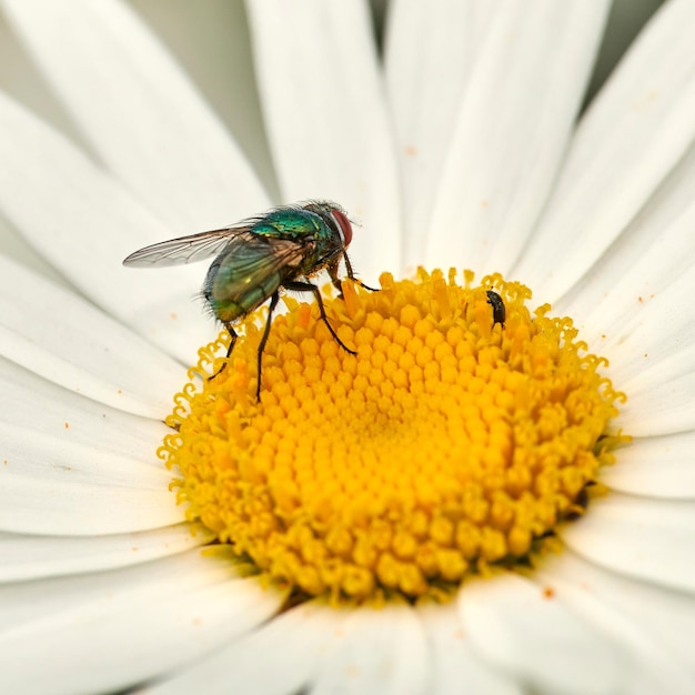 Primo piano di una mosca seduta su un fiore di margherita in un giardino sul retro in estate Zoom di margherite che fioriscono in un campo o in un prato durante la primavera Piante fiorite che crescono e fioriscono in un parco nella natura