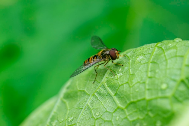 Primo piano di una mosca striata con occhi bordeaux Foto macro di una mosca striataHoverfly Flower Fly o Syrphid Flies