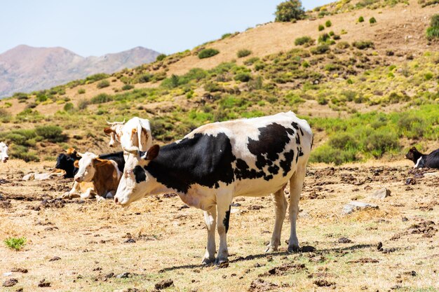 Primo piano di una mucca in bianco e nero nel prato Concetto di prodotti lattiero-caseari e agricoli
