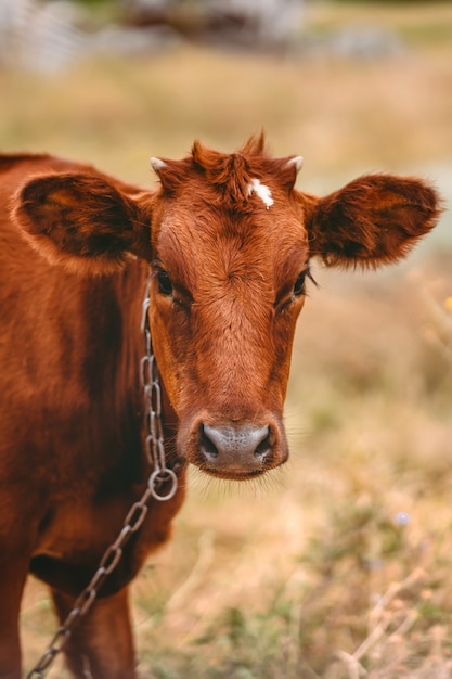 Primo piano di una mucca marrone su un prato