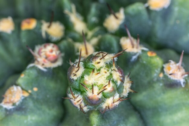 Primo piano di una nuova piantina spinosa del cactus