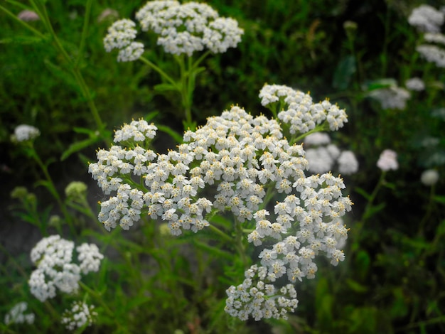 Primo piano di una pianta di achillea bianca