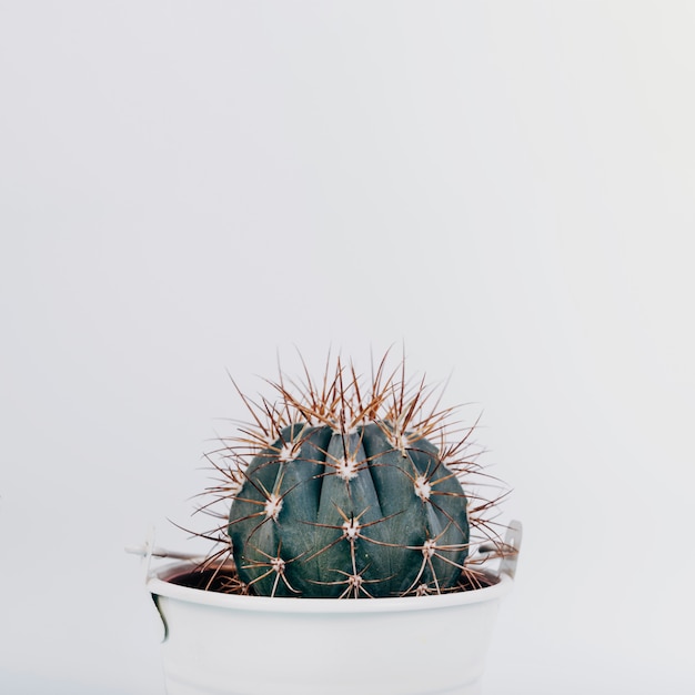 Primo piano di una pianta di cactus su sfondo bianco