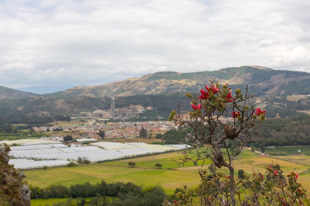 Primo piano di una pianta in fiore e di una piccola città sullo sfondo fuori fuoco Concetto di resilienza