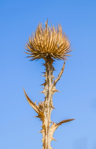 Primo piano di una pianta secca con spine e sfondo naturale Cardo secco