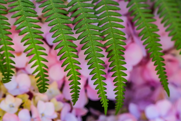 Primo piano di una pianta verde in cima a bellissimi fiori di ortensia rosa