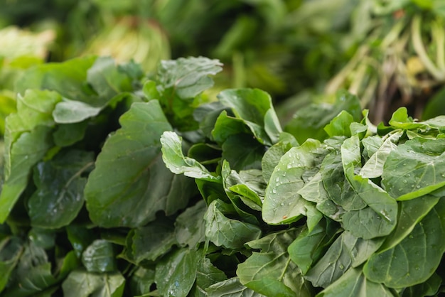 Primo piano di una pianta verde per uno sfondo, una trama di insalata verde o uno sfondo. Le foglie verdi formano una forma naturale. Lattuga cruda fresca dell'orto