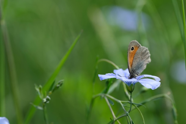 Primo piano di una piccola farfalla di brughiera appoggiata su un fiore di lino asiatico