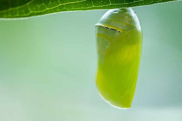 Primo piano di una pupa di farfalla monarca che pende da una foglia