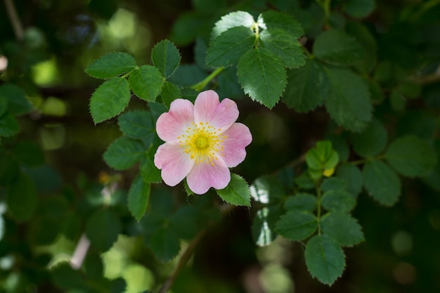 Primo piano di una rosa canina, Rosa canina, con foglie verdi in estate