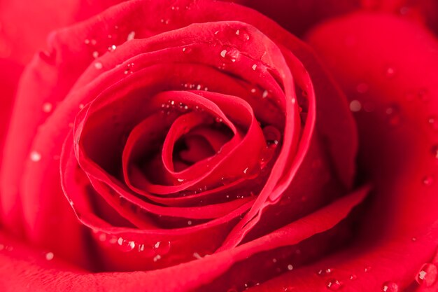 primo piano di una rosa con gocce d'acqua.