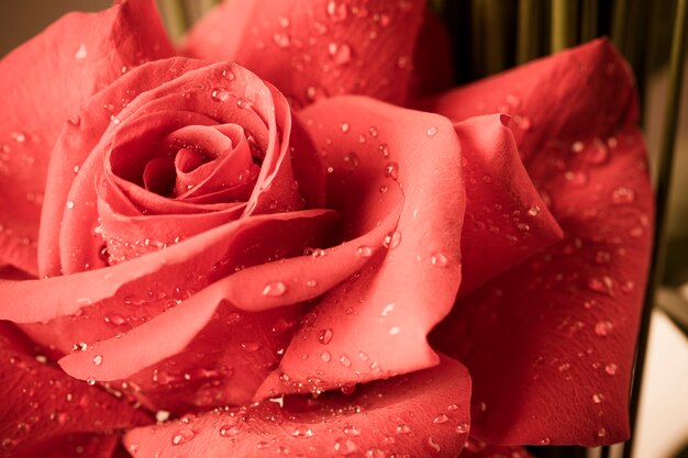 primo piano di una rosa con gocce d'acqua.