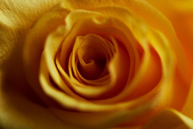 Primo piano di una rosa gialla Chiudere Texture o sfondo