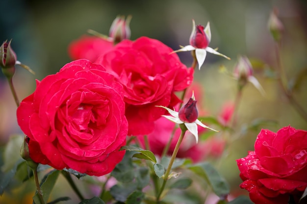 Primo piano di una rosa in fiore con un fiore sfocato sullo sfondo