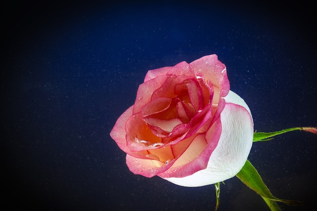 Primo piano di una rosa rosa fresca, coperta di goccioline di acqua sul nero