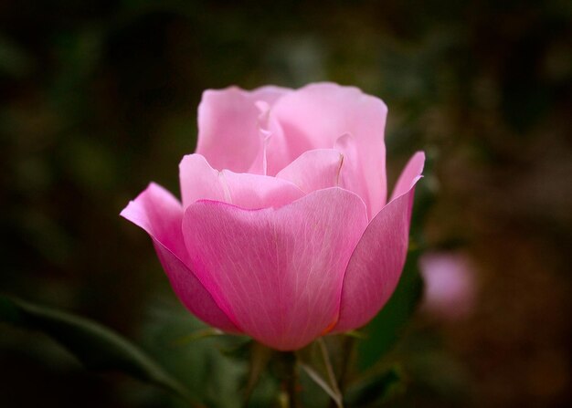 Primo piano di una rosa rosa Inquadratura orizzontale Shallow focus Un fiore rosa