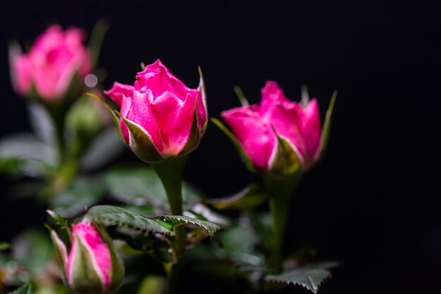 Primo piano di una rosa rosa su sfondo scuro