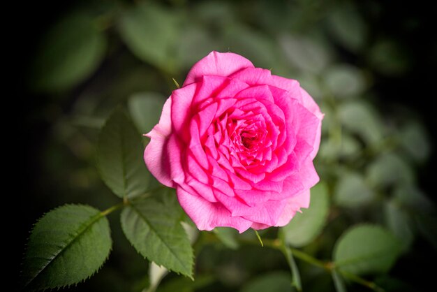 Primo piano di una rosa rosa su sfondo scuro