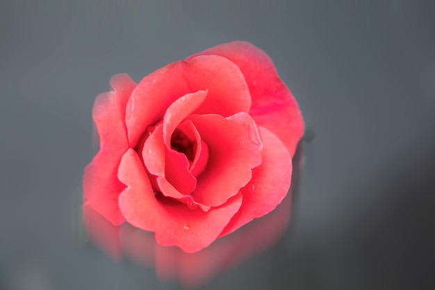 Primo piano di una rosa rossa fiore su uno sfondo grigio sfocato con la riflessione
