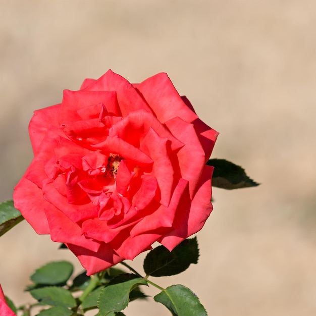 Primo piano di una rosa rossa in giardino