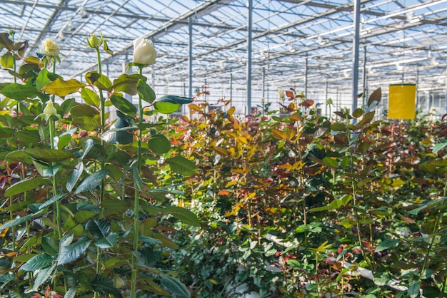 Primo piano di una rosa su uno sfondo floreale sfocato in una serra