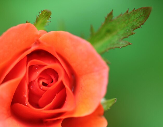 Primo piano di una rosa