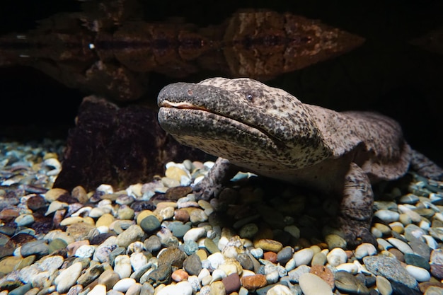 Primo piano di una salamandra gigante giapponese sulle pietre sotto l'acqua