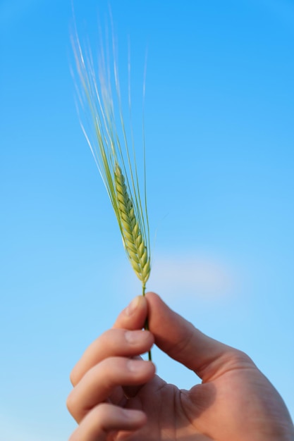 Primo piano di una spiga di grano in mano contro il cielo blu