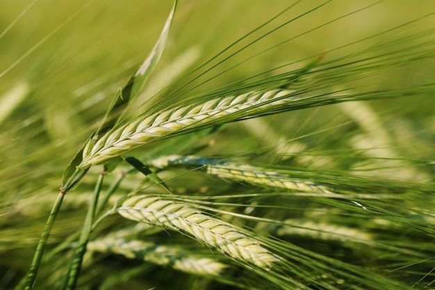 Primo piano di una spiga di grano verde che inizia a maturare al sole sul campo La crisi alimentare globale