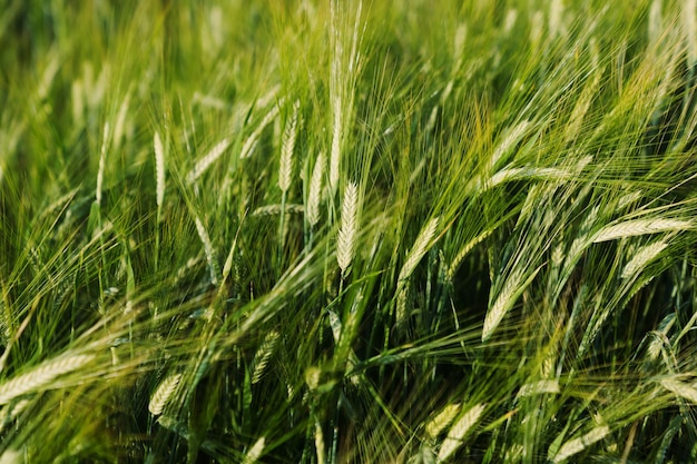 Primo piano di una spiga di grano verde che inizia a maturare al sole sul campo La crisi alimentare globale