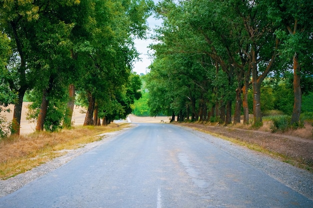 Primo piano di una strada con alberi verdi