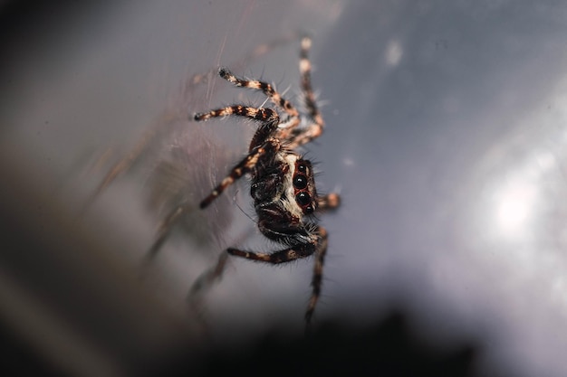 Primo piano di una tarantola con otto occhi e gambe pelose che camminano su una tela fatta a mezz'aria