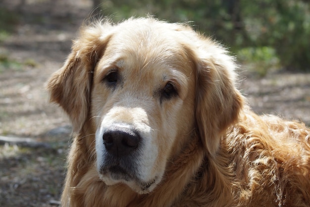 Primo piano di una testa del documentalista dorato della razza del cane, esaminante la macchina fotografica